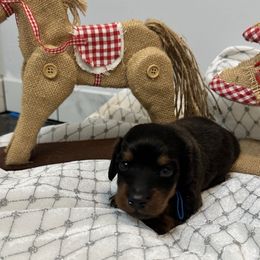 Ernie - Dapple male Dachshund puppy in Tulsa County, Oklahoma from Willow Creek Miniature Dachshunds
