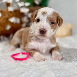 Pink girl - Red female Bernedoodle puppy in Waukesha, Wisconsin from Bernedoodle Boutique (and Cavapoos)
