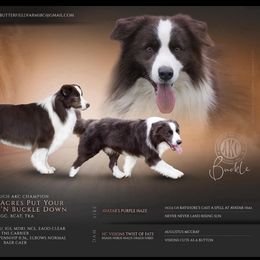 Buckle - Border Collie