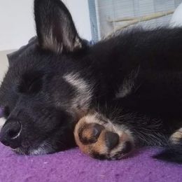 Lapponian Herder Puppies from Kuulas Kennels