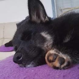 Lapponian Herder Puppies from Kuulas Kennels