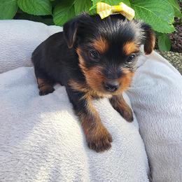 Girl 2 - female Yorkshire Terrier puppy in Rancho Cordova, California from JUAREZ FAMILY YORKIES