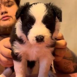 Bumble - Black male Border Collie puppy in Concord, Vermont from White Rabbit Border Collies