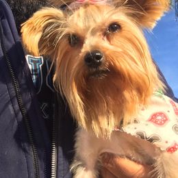 Mel - Yorkshire Terrier