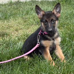 Wanda - Black and red female German Shepherd puppy in Whitewater, California from Vom Haus Metzler Shepherds