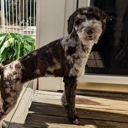 Mahli - Goldendoodle