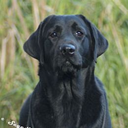 Heather - Labrador Retriever