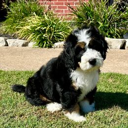Raya - Tri-color female Bernedoodle puppy in Royse City, Texas from Platinum Bernedoodles of Texas