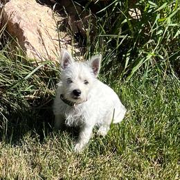 Green - White female West Highland White Terrier puppy in Ogden, Utah from Westie Lovers