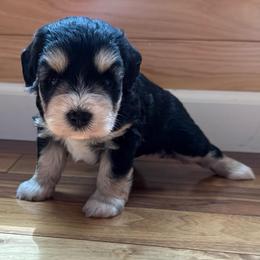 Aura Sazon - Black and silver female Miniature Schnauzer puppy in Auburn, Georgia from Very Special Mini Schnauzers