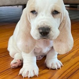 Basset Hound Puppies from Hounds of Fredville