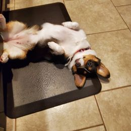 Pembroke Welsh Corgi Puppies from South Texas Blue Collar Corgis