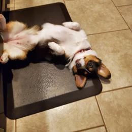Pembroke Welsh Corgi Puppies from South Texas Blue Collar Corgis