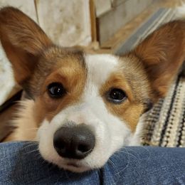 Keeshonden and Pembroke Welsh Corgis from Rosebud Kennels