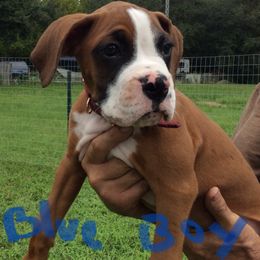 - Fawn Boxer puppy in Florida from RCT Boxers