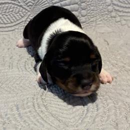 Memphis - Piebald male Dachshund puppy in Dobson, North Carolina from Oakleys Dachshund Haven