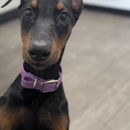 Amarantha - Black and rust female Doberman Pinscher puppy in Redford, Michigan from Warsong Dobermann