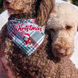 Poodles from Bettna poodle and doodles