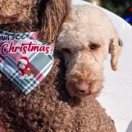 Poodles from Bettna poodle and doodles