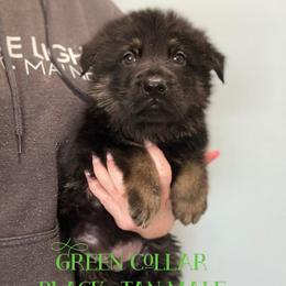 Green collar - Black and tan male German Shepherd puppy in Canterbury, Connecticut from Nachtwaechter German Shepherds, LLC
