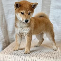 Darcy - Red female Shiba Inu puppy in Trenton, Nebraska from Prairie Shibas