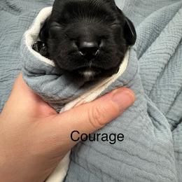 Courage - Black male Cocker Spaniel puppy in Cincinnati, Ohio from Abundance of Joy LLC Cocker Spaniels