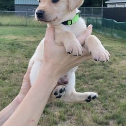 Labrador Retriever Puppies from Royal Oak Gundogs