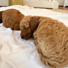Teddy - Red  male Poodle puppy in Colerain, North Carolina from Lisa's Poodles