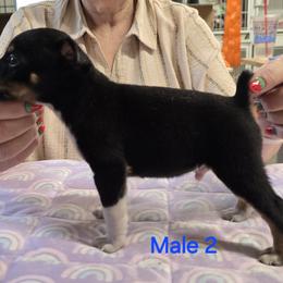 2 - Black tan and white male Rat Terrier puppy in Divide, Colorado from Outlaw Farm and Kennel