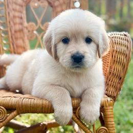 Lovey Dovey - Golden female Golden Retriever puppy in Commerce, Georgia from Chirping Meadows Goldens