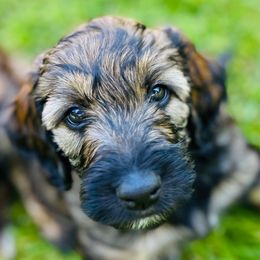 Trudy - Phantom female Goldendoodle puppy in Kitsap County, Washington from Amazing Grace Doodles