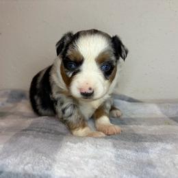 Mermaid - Blue merle female Miniature Australian Shepherd puppy in Brenham, Texas from Stone N Rose Kennels