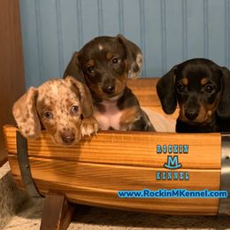 Dachshund and Labrador Retriever Puppies from Rockin M Kennel
