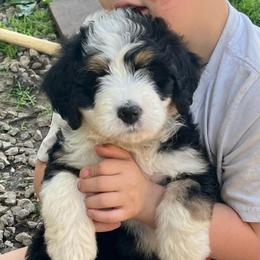 Freedom - Tri-color female Bernedoodle puppy in Kansas City, Missouri from Beary GoldenDoodles
