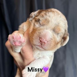 Missy - Brown merle female Aussiedoodle puppy in Cortez, Colorado from Sassy Pants Pups