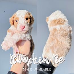 Pumpkin Pie - Fawn and white male Sheepadoodle puppy in Republic, Missouri from DOOD & Co