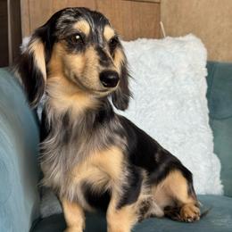 Link - Dachshund