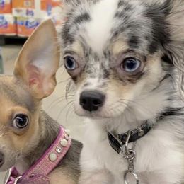 Chihuahuas from Roark Pack Chihuahua's & Pomsky's