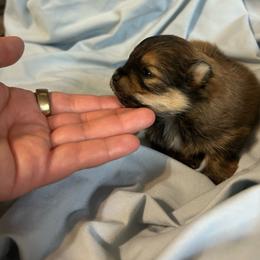 Curly - Red sable male Pomeranian puppy in Clinton, Tennessee from Liza’s Aussies & Poms