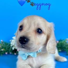 Eggnog(2600 AKC pet) - Cream male Dachshund puppy in Augusta, Arkansas from Savvy-Dee's Dachshunds