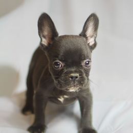 Nickname tea cup very small wont be big at all - Black and white female French Bulldog puppy in Columbus, Ohio from Northgate Frenchies