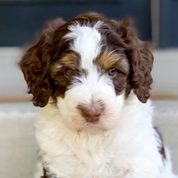 Bernedoodles and Goldendoodles from Chamber Doodles