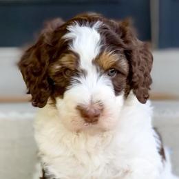 Bernedoodles and Goldendoodles from Chamber Doodles