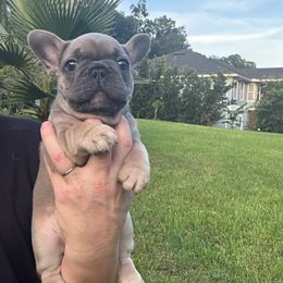 Oscar - Blue male French Bulldog puppy in Jacksonville, Florida from Jacksonville Frenchies