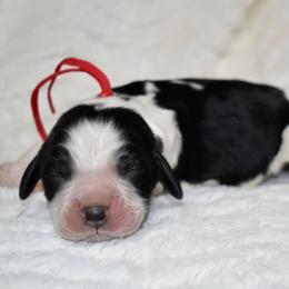 Kristoff - Black and white male English Springer Spaniel puppy in Chapmansboro, Tennessee from Balthrop Bend Farms