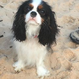 Jojo - Cavalier King Charles Spaniel
