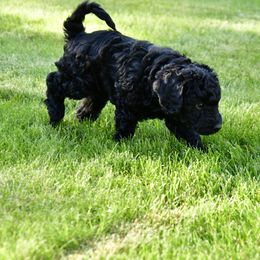 Australian Labradoodle Puppies from Tiny Treasures Australian Labradoodles