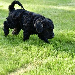 Australian Labradoodle Puppies from Tiny Treasures Australian Labradoodles