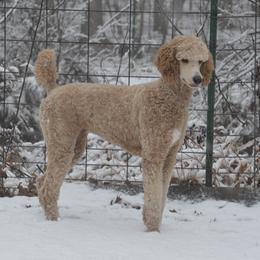 Lula - Poodle