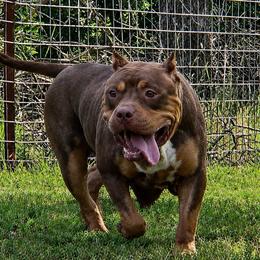 Ducky - American Bully